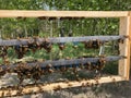 Grafting queen bees Royalty Free Stock Photo