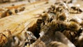 Honey Bees entering hive. bees are working, honeycombs with honey, large, phone screensaver, pattern, background. The Royalty Free Stock Photo