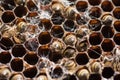 Bees Working in The Honeycomb