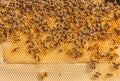 Bees working on honeycomb, swarming Royalty Free Stock Photo