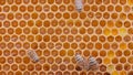 Bees working on orange honey cells in beehive