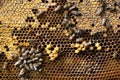 Bees working on the real honeycomb