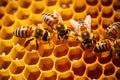 bees working on wax hexagon cells inside a beehive