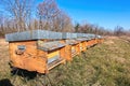 Bees in yellow bee hive on a sunny day. A row of bee hives in a field. Royalty Free Stock Photo