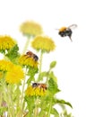 Bees on yellow bright dandelions