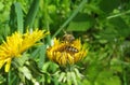 Bees on yellow dandelion flower in the garden, closeup