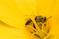 A bees in yellow flower