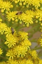 Bees on yellow flowers with a background blur Royalty Free Stock Photo