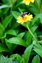 Bees, yellow flowers with green background leaves