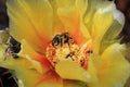 Bees and Yellow Prickly Pear Cactus Flower