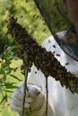 Beeswarm with a beekeeper Royalty Free Stock Photo