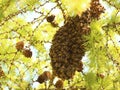 Beeswarm