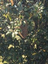 Beeswarm on a magnolia tree in sunny Florida.