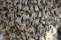 Beeswarm Royalty Free Stock Photo