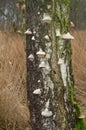 Beeswax Bracket fungi on dead Birch tree Royalty Free Stock Photo