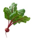 Beet isolated Royalty Free Stock Photo