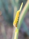 beet army worm larva was parasite by fungi pathogen on green onion.