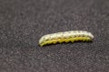 Beet armyworm on black background Royalty Free Stock Photo
