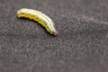 Beet armyworm on black background Royalty Free Stock Photo