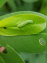 Beet armyworm injure on peanut.