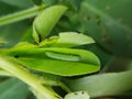 Beet armyworm injure on peanut. Royalty Free Stock Photo