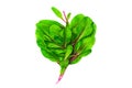 Beet baby green foliage isolated on white background. Mangold or red swiss chard shoots close up. Composition of beetroot salad Royalty Free Stock Photo