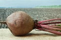 beet on the background of agricultural lands Royalty Free Stock Photo