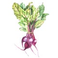 Beet, beetroot with leaves isolated, illustration hand drawn painted watercolor.