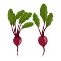 Beet , Beetroot with Top Leaves, vitamin C source. Dietetic and vegetarian food composition. Trendy illustration, isolated on