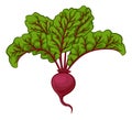 Beet Or Beetroot Vegetable Cartoon Illustration