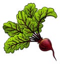 Beet Beetroot Vegetable Woodcut Illustration