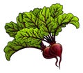 Beets Beetroot Vegetable Woodcut Illustration