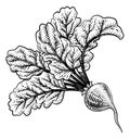 Beet Beetroot Vegetable Woodcut Illustration