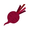 Beet or beets beetroot vegetable or radish icon