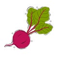 Beet or beets beetroot vegetable or radish with leaves