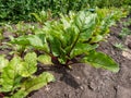 Beet (Beta vulgaris) plant seedlings growing in a vegetable bed with green and red veined leaves in the garden in summer