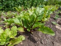 Beet (Beta vulgaris) plant seedlings growing in a vegetable bed with green and red veined leaves in the garden in summer
