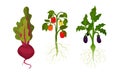 Beet and Eggplant as Fresh Vegetables with Rootstock and Top Leaves Vector Set