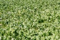 Beet field. Royalty Free Stock Photo