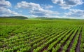 beet field, sugar beet rows, landscape