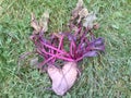 Autumn day. Burgundy stems. Beet in the form of hear on green grass.