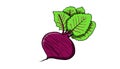 Beet fruit, illustration Royalty Free Stock Photo