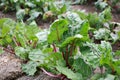 Beet Greens from rural garden