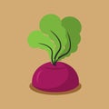 Beet growing isolated. Fresh vegetables in garden Royalty Free Stock Photo