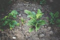 Beet growing in the kitchen-garden Royalty Free Stock Photo
