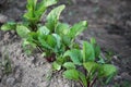 Beet growing in the kitchen-garden Royalty Free Stock Photo
