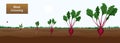 Beet Growth Stages Composition