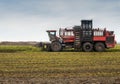 beet harvester with escalator loading in the process of harvesting Royalty Free Stock Photo