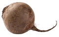 Beet isolated Royalty Free Stock Photo