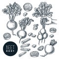 Beet, isolated on white background. Sketch vegetables vector illustration. Sliced beetroot, salad veggie ingredient